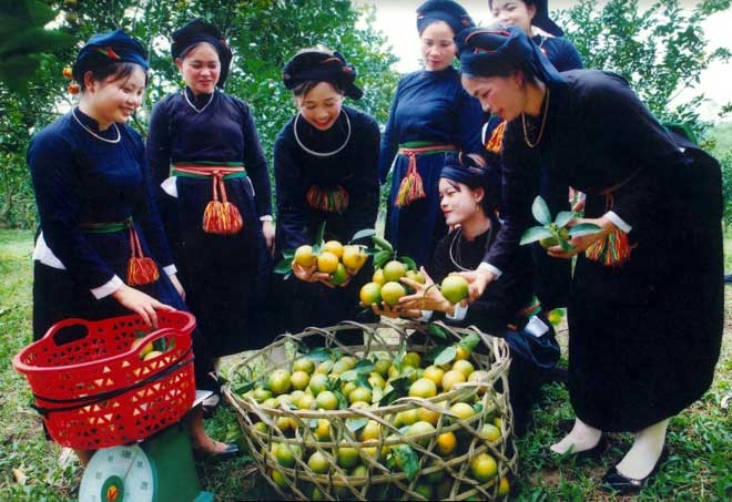 Mùa thu hoạch cam ở Mường Lai (Lục Yên)
