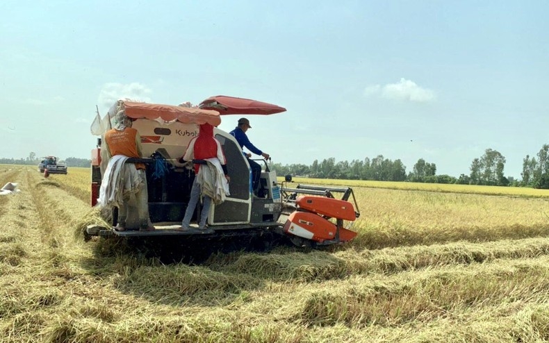 Việt Nam duy trì năng suất và sản lượng lúa ổn định, phục vụ xuất khẩu gạo. (Ảnh MINH HÀ)
