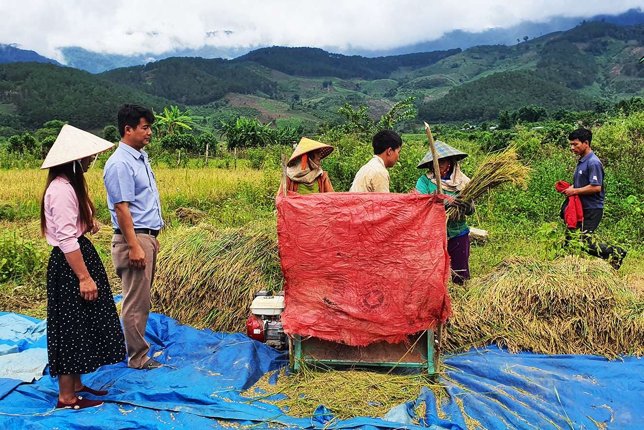 Thu hoạch lúa ST25 tại xã Đăk Tờ Kan, huyện Tu Mơ Rông. Ảnh: SN
