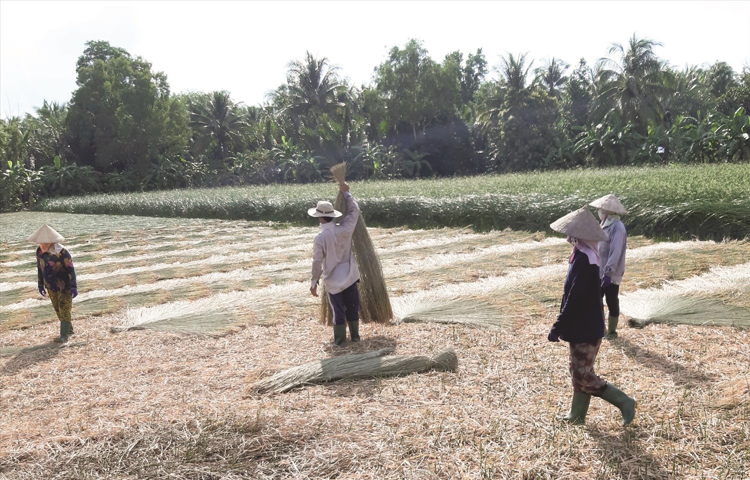 Người dân làng chiếu Hàm Tân thu hoạch lác để dệt chiếu truyền thống