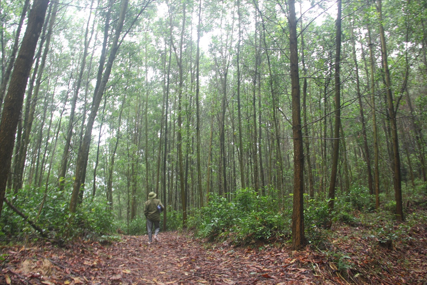 Khu rừng ở xã Nam Thanh được giao cho dân trồng keo nay “bỗng dưng” thành rừng đặc dụng