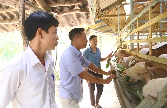 Mô hình chăn nuôi dê của hộ ông Nguyễn Văn Thanh ở xã Yên Hợp, huyện Văn Yên