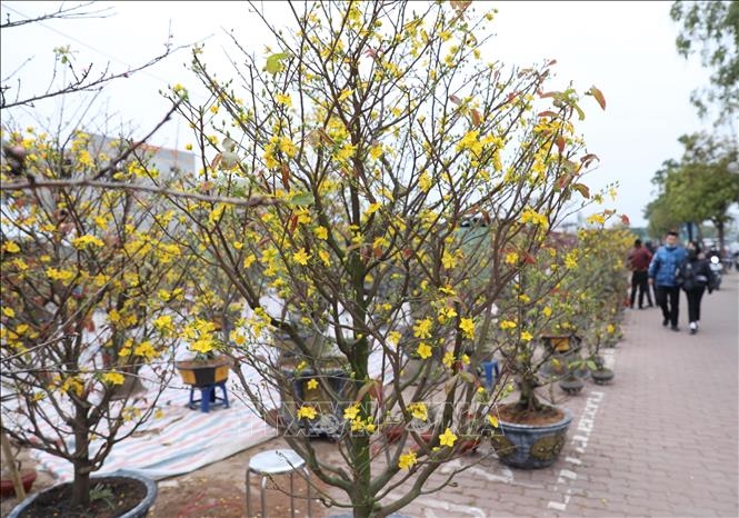Những cây mai vàng khoe sắc Xuân trên phố hoa Cổ Linh (Long Biên). 