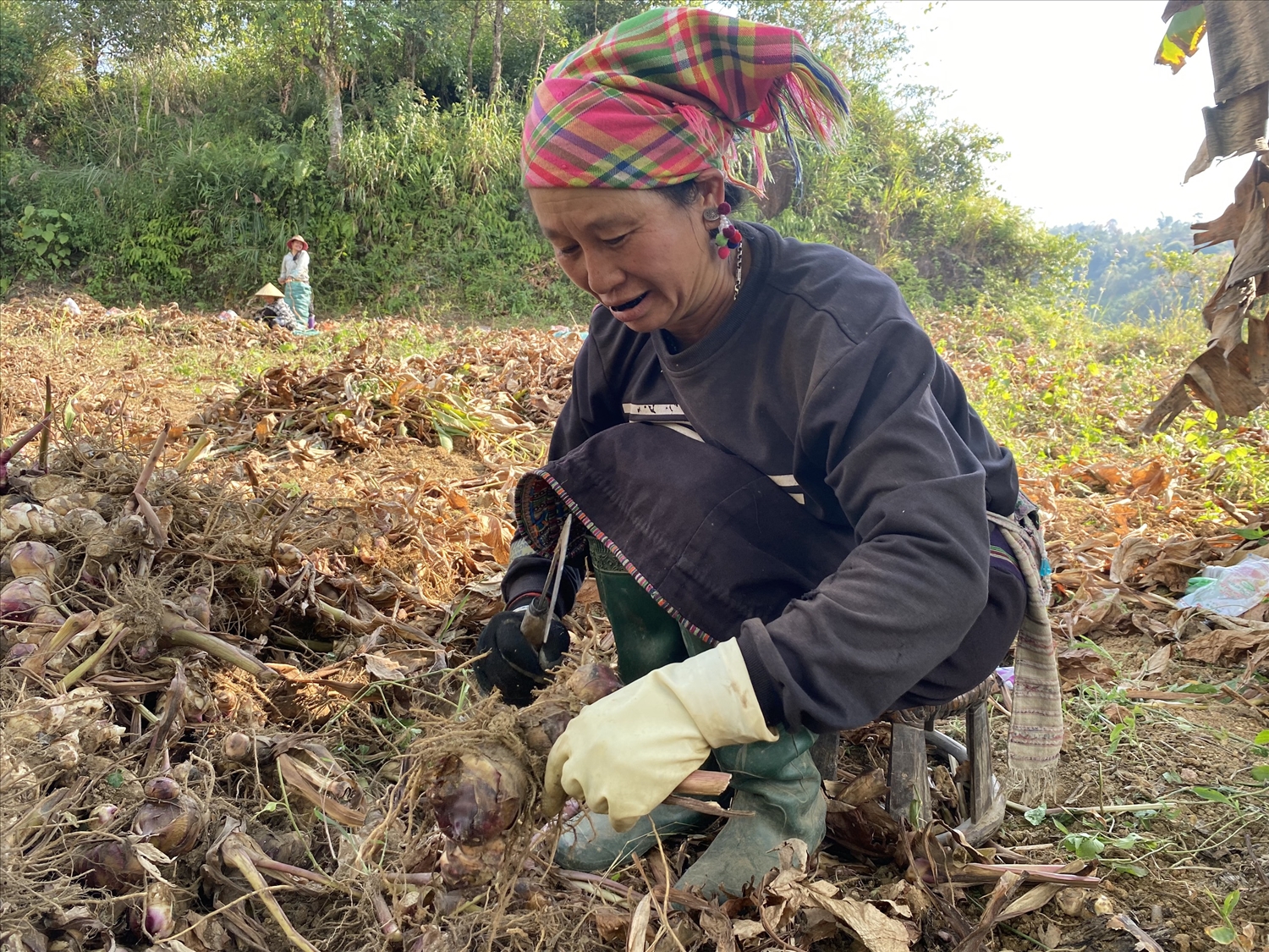 Người dân xã Bình Lư (huyện Tam Đường, tỉnh Lai Châu) hồ hởi thu hoạch củ dong riềng