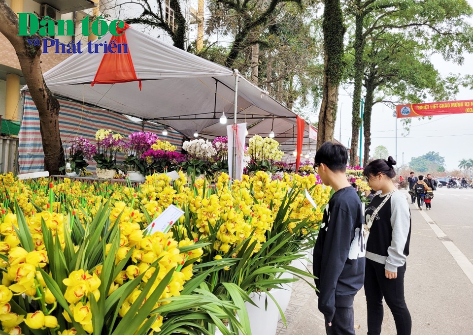 Những chậu lan tuyệt đẹp được bày bán trên hè phố Thái Nguyên