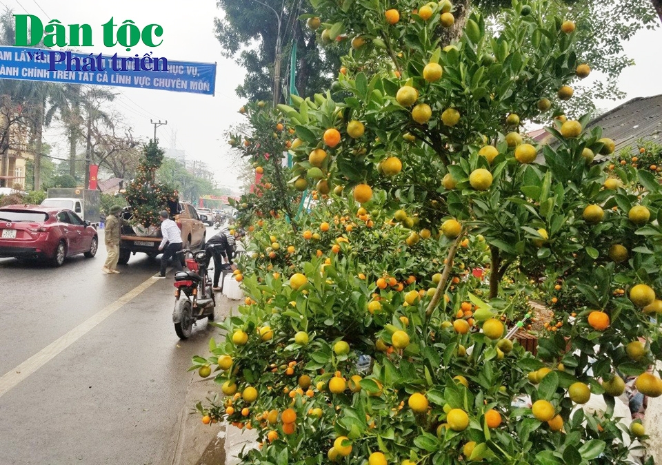 Thái Nguyên: Đường phố rực rỡ sắc hoa ngày giáp Tết Quý Mão 2023 4