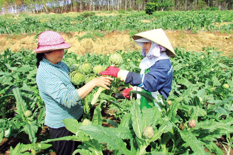Phát triển đa dạng cây dược liệu tại Lâm Đồng