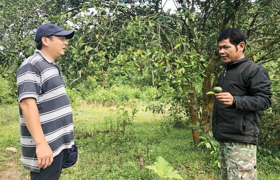Người dân xã Long Sơn (Minh Long) phát triển mô hình trồng quýt bản địa để nâng cao thu nhập, cải thiện đời sống. ẢNH: MỸ HOA