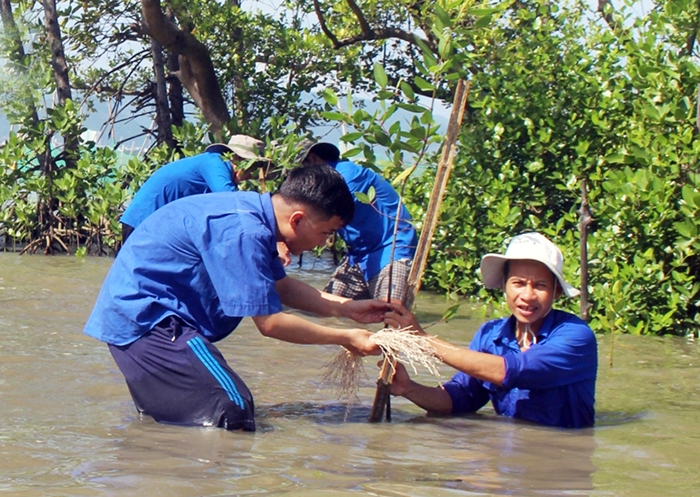 Tuổi trẻ Bình Định tham gia trồng rừng ngập mặn