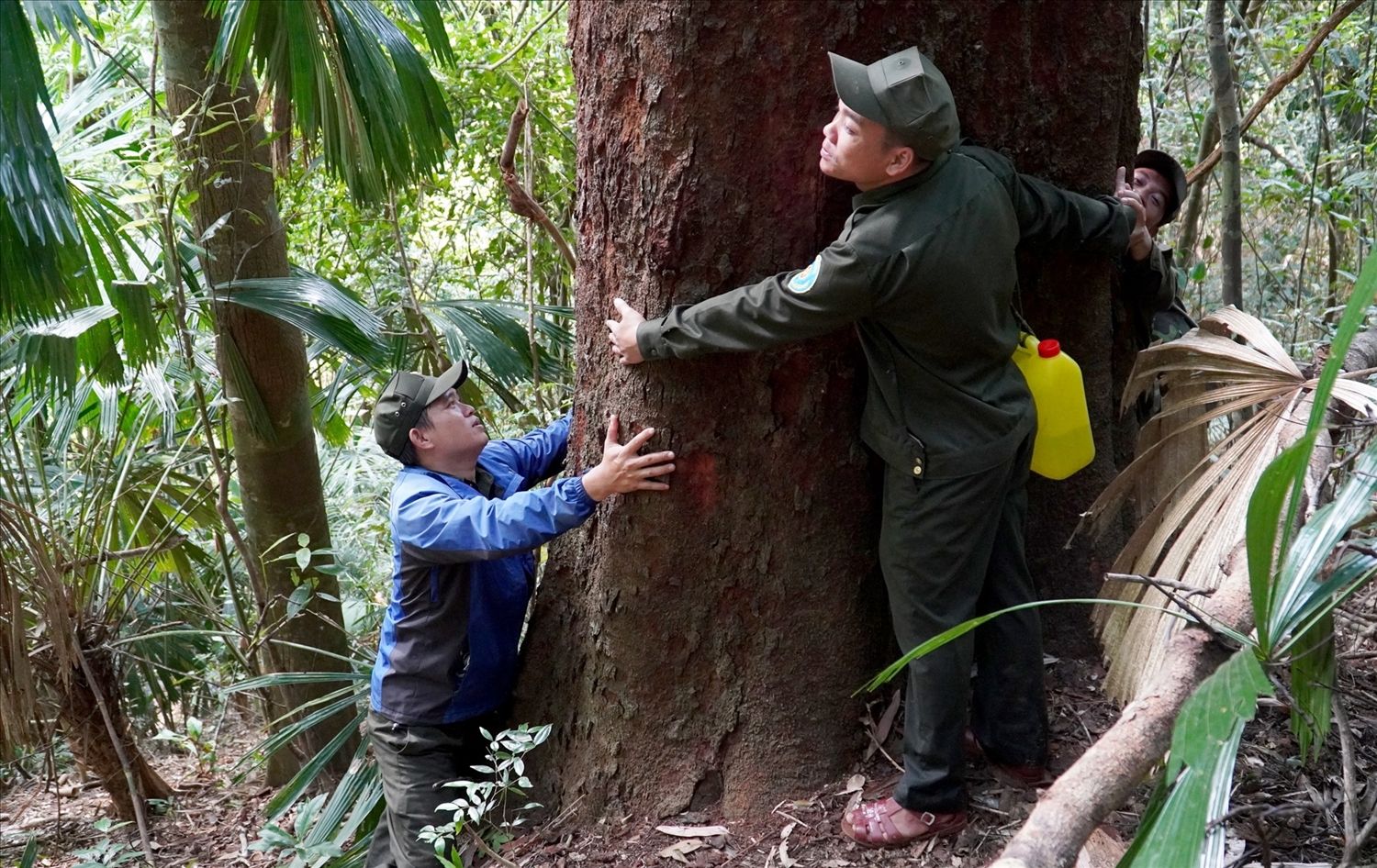 Biết ơn rừng, chính quyền và người dân Tây Giang luôn nỗ lực trong công tác quản lý và bảo vệ rừng. Ảnh: H.Q