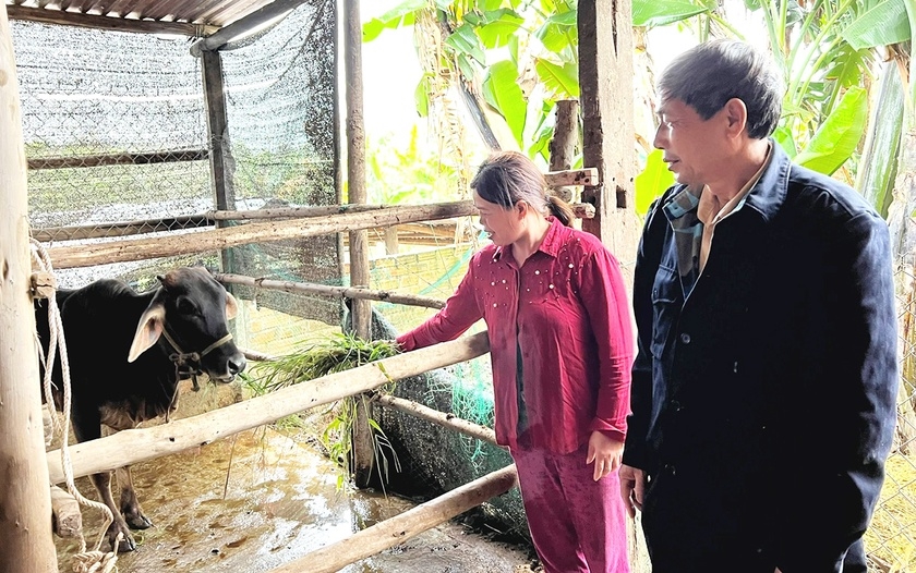 Nhờ tiếp cận thông tin kịp thời và được hỗ trợ bò giống giúp kinh tế gia đình chị Thái Thị Thanh Thi (thôn An Thượng 2) dần cải thiện. Ảnh: An Nguyên