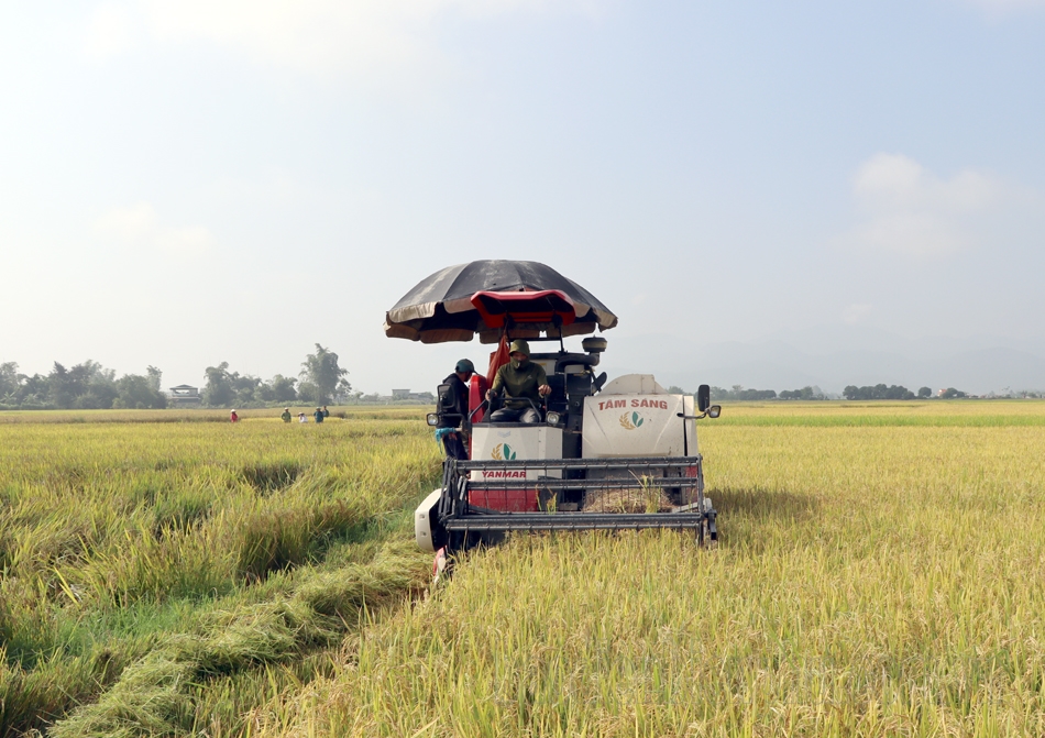 Hợp tác xã Dịch vụ nông nghiệp Thanh Yên thu hoạch lúa tại vùng liên kết sản xuất theo chuỗi giá trị.