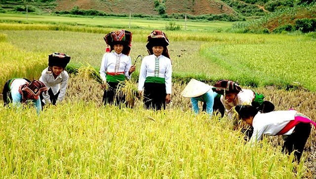 Nông dân Điện Biên thu hoạch lúa trên cánh đồng Mường Thanh