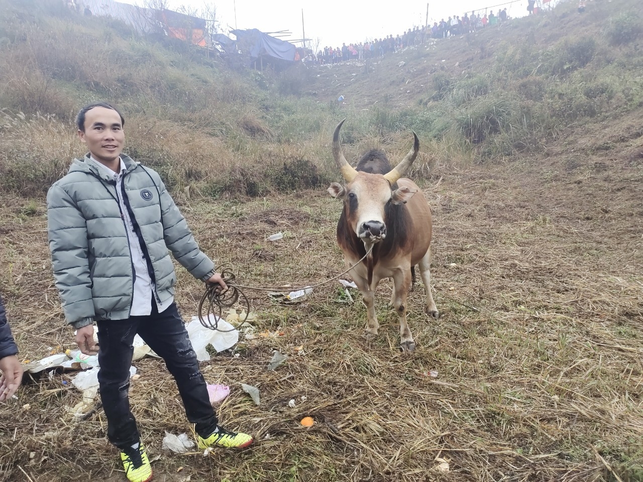 Con bò của anh Lý Văn Thành, thôn Lủng Phặc, xã Cổ Linh được chăm sóc kỹ lưỡng trước khi mang đi thi đấu