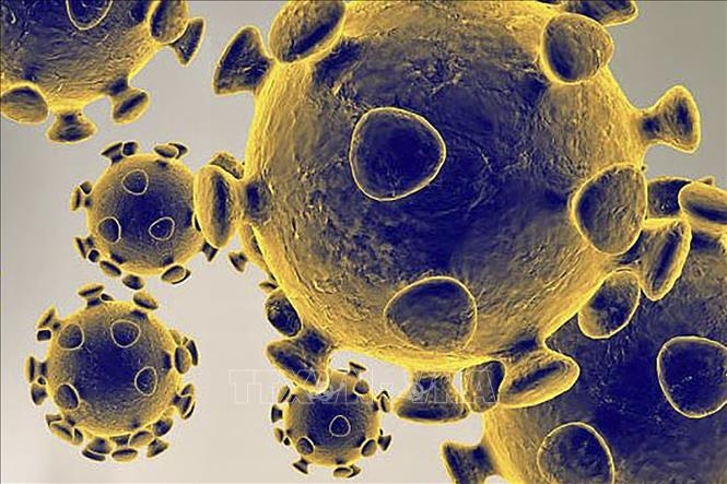 Hình ảnh do Cơ quan dược phẩm và thực phẩm Mỹ cung cấp về virus SARS-CoV-2 gây dịch viêm đường hô hấp cấp COVID-19. Ảnh: AFP/TTXVN