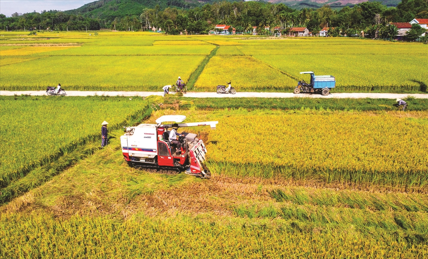 Quảng Nam cơ cấu lại ngành nông nghiệp gắn với xây dựng nông thôn mới