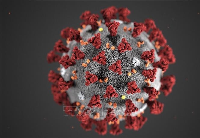 Hình ảnh virus SARS-CoV-2 do Trung tâm kiểm soát và phòng ngừa dịch bệnh Mỹ đăng phát ngày 3/2/2020. Ảnh tư liệu: AFP/TTXVN