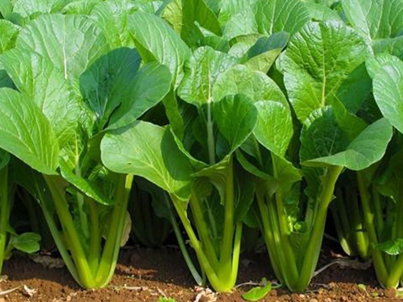 Rau cải xanh chứa nhiều chất dinh dưỡng mang lại nhiều lợi ích cho sức khỏe con người.