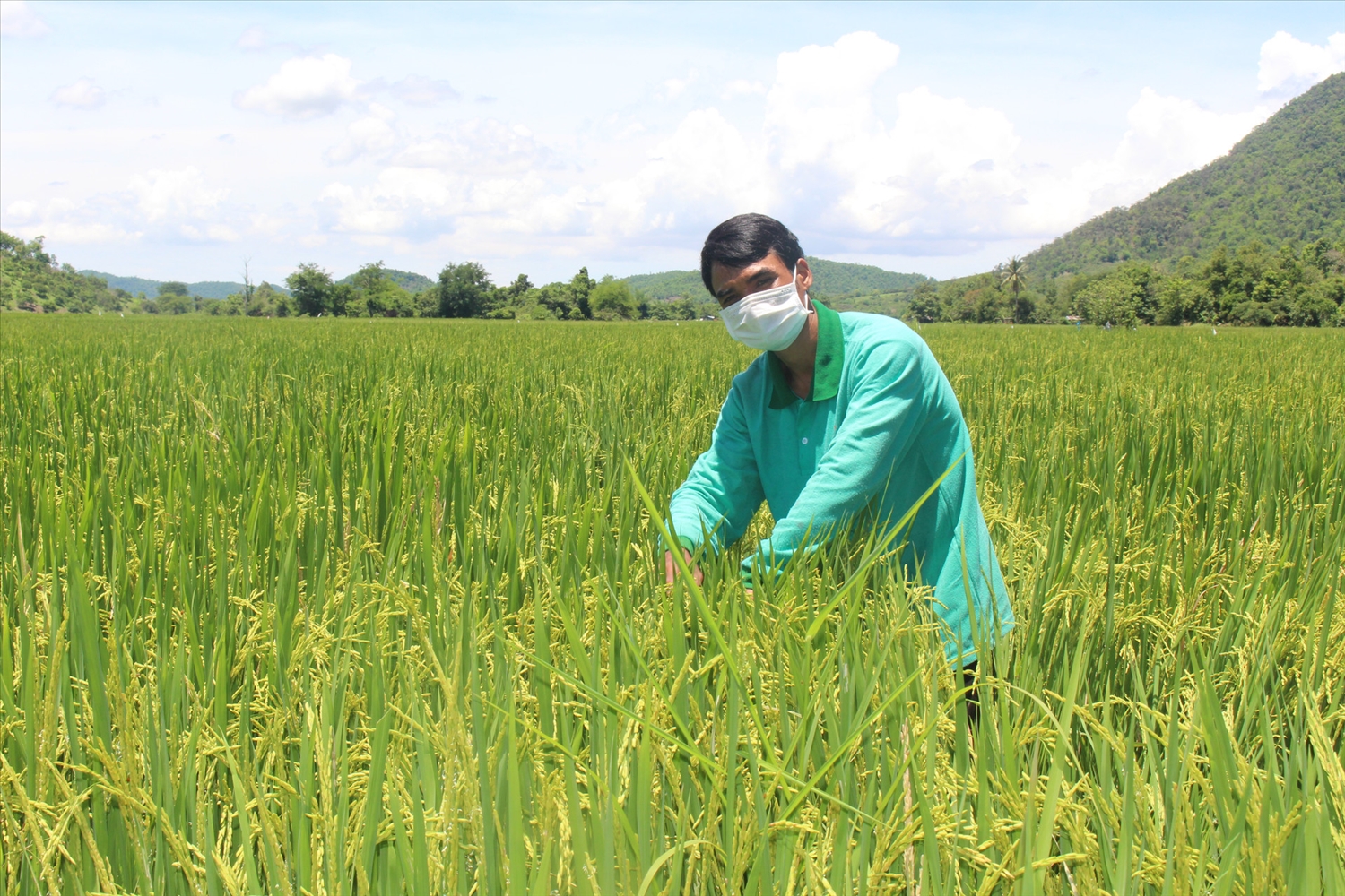 Đồng bào vùng cao xã Phan Sơn (Bắc Bình) canh tác lúa phương pháp cải tiến SRI hiệu quả