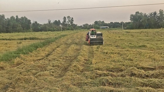 Thu hoạch lúa Nàng thơm Chợ Đào tại xã Mỹ Lệ (huyện Cần Đước, Long An) 