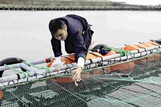 Kiểm tra thiết bị giám sát lồng cá ở tỉnh Ibaraki. Ảnh Japan News