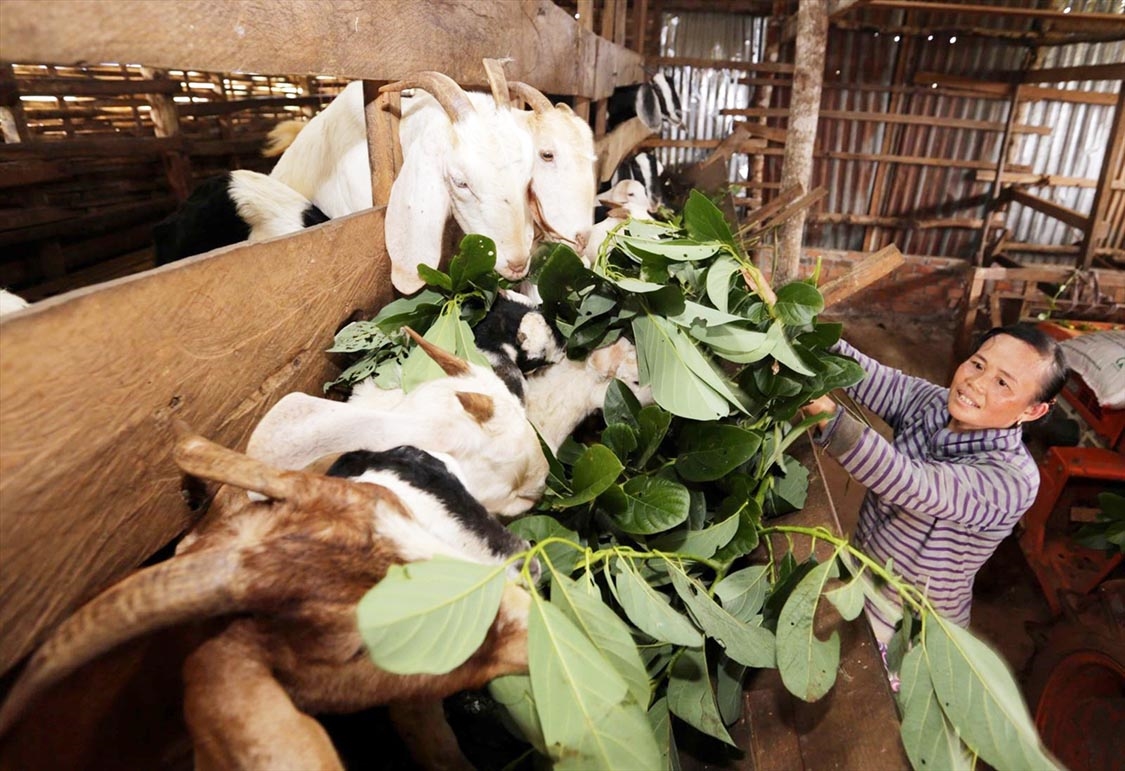 Gia đình chị Y Thị Loan, dân tộc Mường, ở xã Đắk Som, huyện Đắk Glong vay vốn ưu đãi để đầu tư trồng cà phê và nuôi dê, cho hiệu quả kinh tế cao. Ảnh: Trần Việt - TTXVN