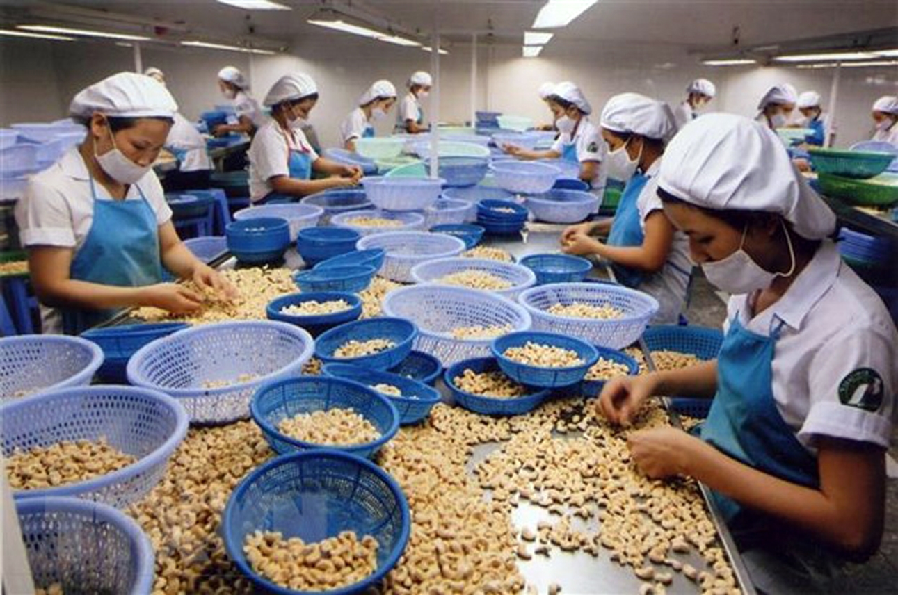Phân loại hạt điều tại nhà máy của Xí nghiệp chế biến điều và nông sản thực phẩm Bình Phước