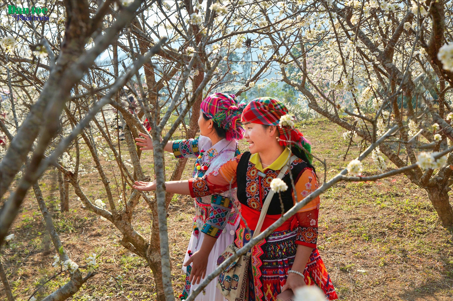 Hình ảnh các cô gái Mông trong trang phục truyền thống giàu bản sắc, thân thiện, mến khách là điểm nhấn thu hút du khách bốn phương dến trải nghiệm trong dịp đầu xuân