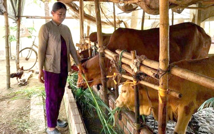 Mô hình chăn nuôi bò thịt giúp đồng bào dân tộc Khmer trên địa bàn tỉnh Sóc Trăng có cuộc sống ổn định, thoát nghèo bền vững. (Ảnh: baogiaothong.vn)