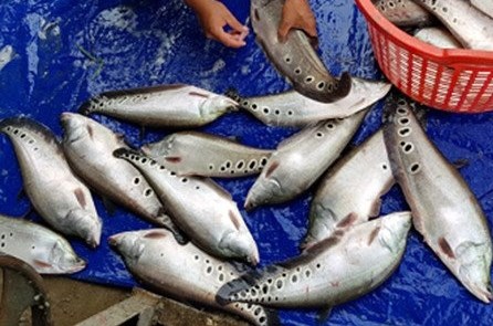 (Tổng hợp) Kỹ thuật nuôi cá thát lát cườm lồng bè trên sông 2