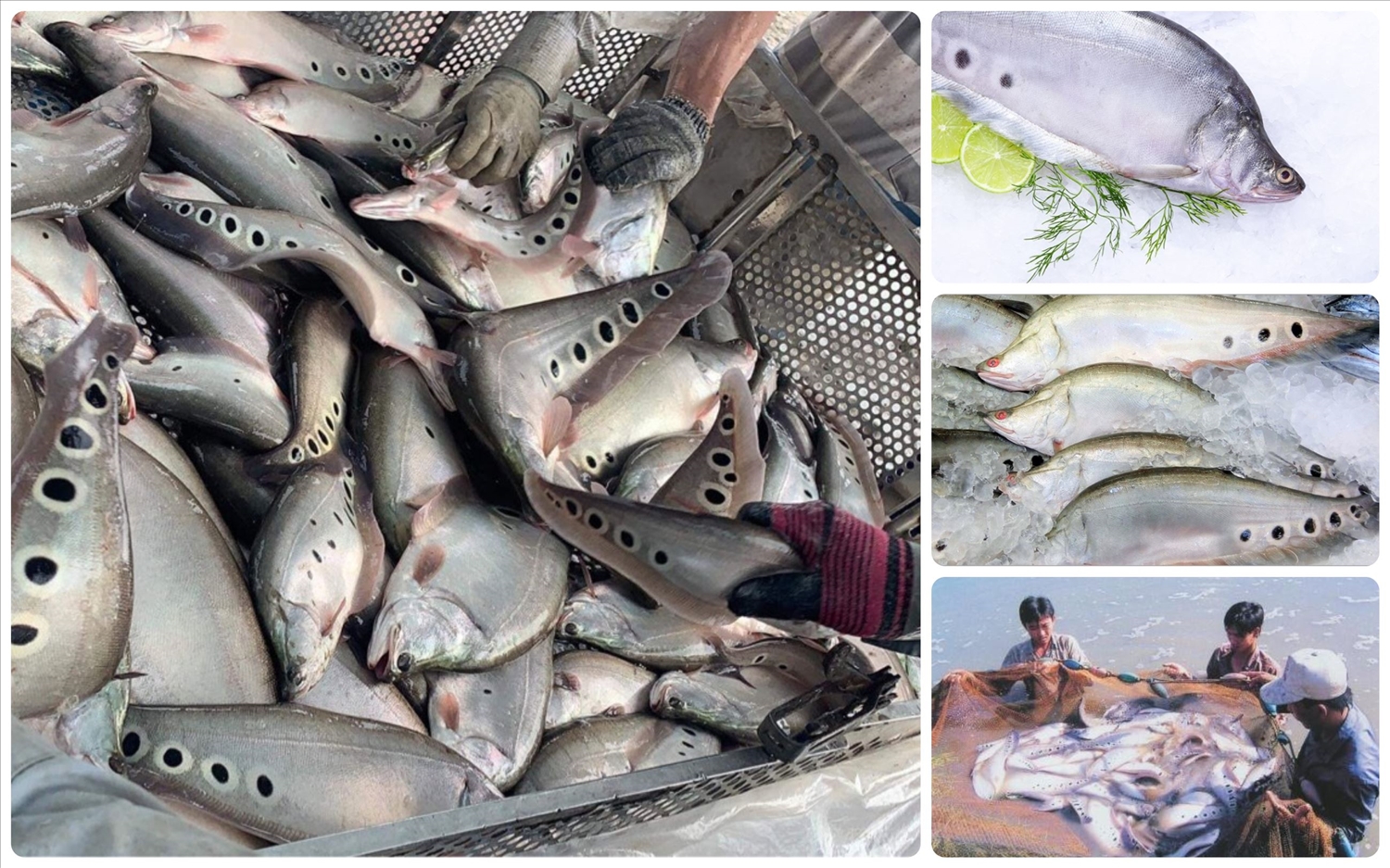 Chia sẻ nhiều hơn 93 mô hình nuôi cá chốt hay nhất  Eteachers