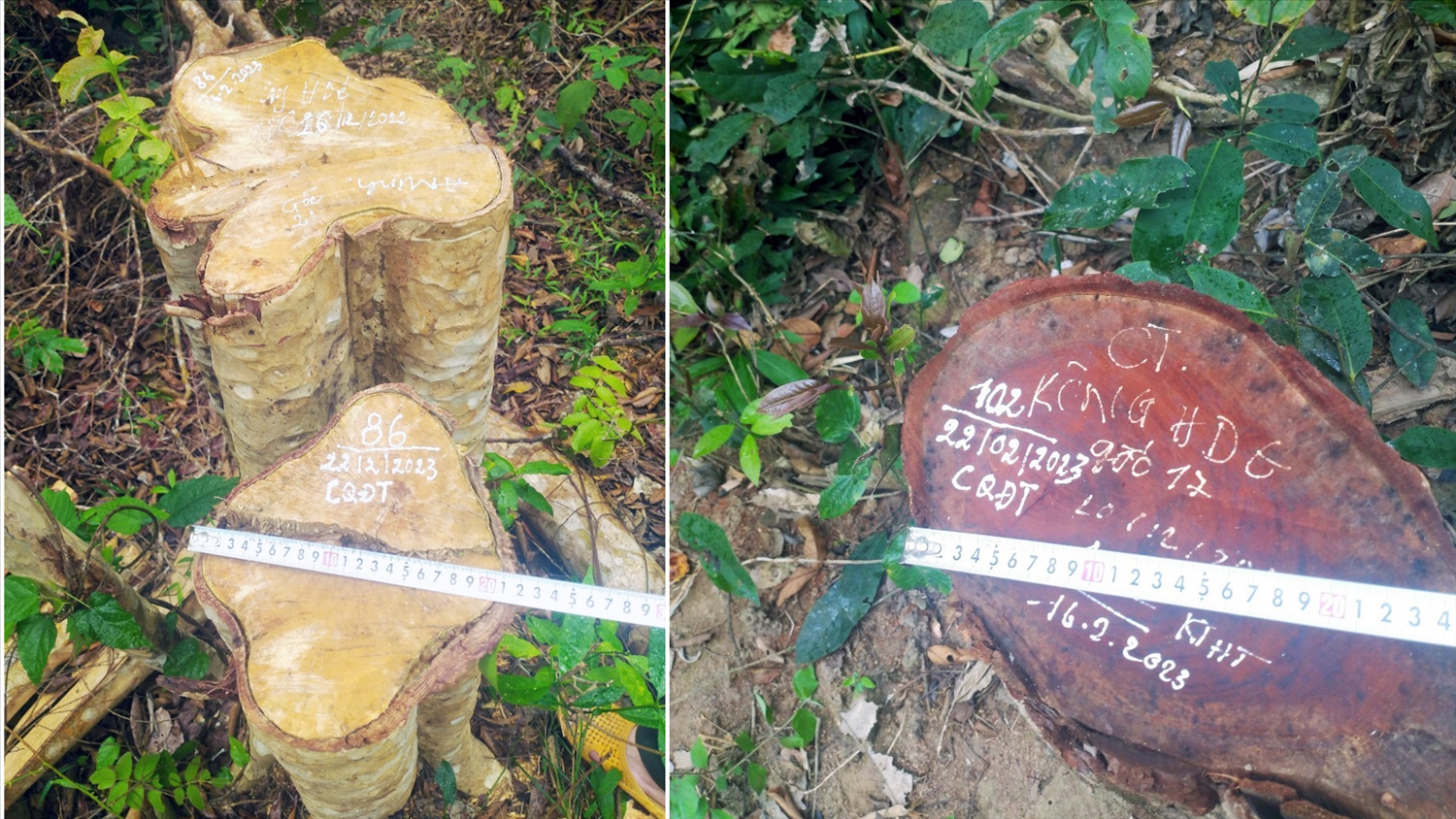 Hiện trường vụ phá rừng trái pháp luật tại huyện Kông Chro thu giữ khoảng hơn 4 m3 gỗ tròn