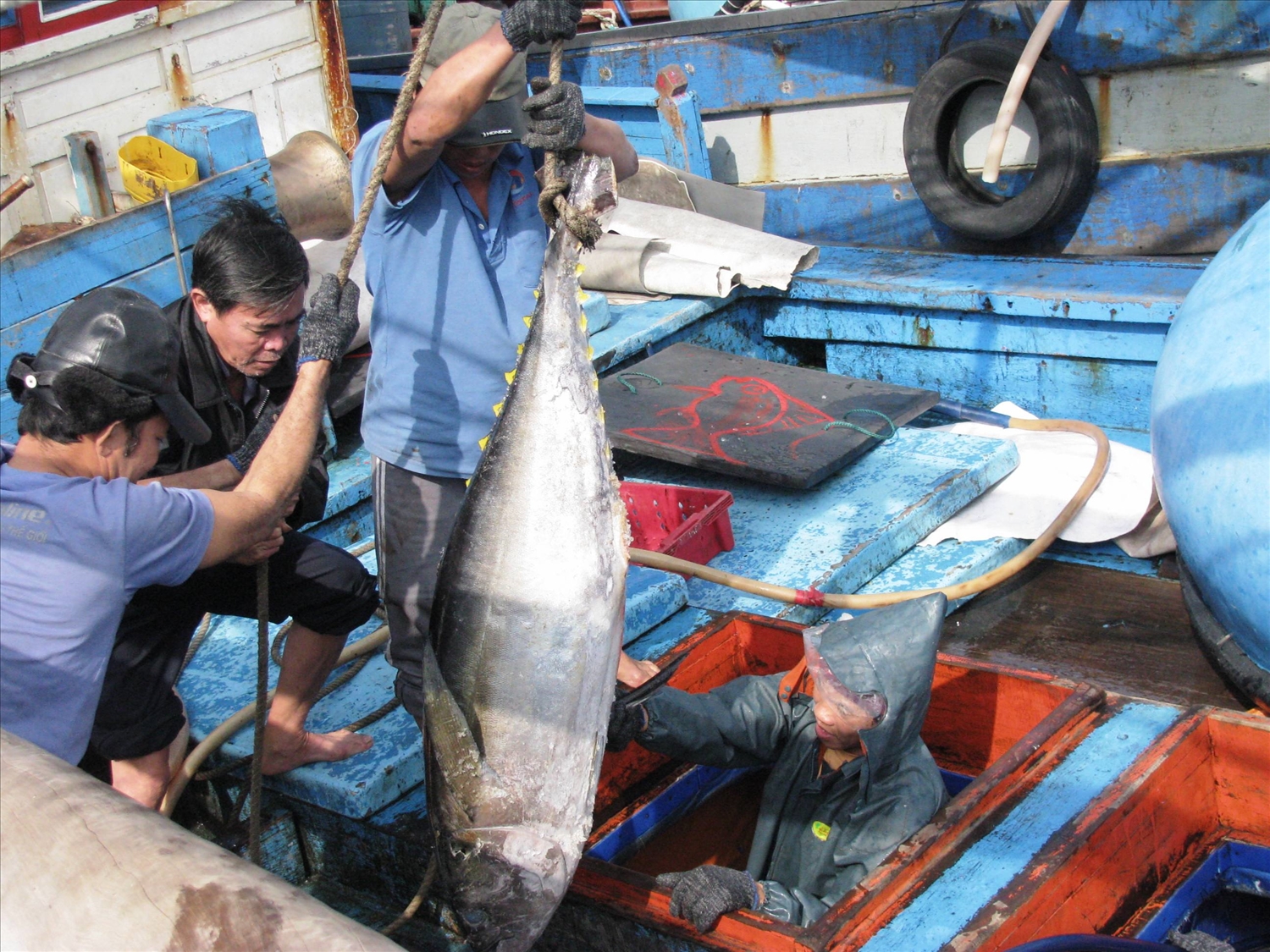 Ngư dân Bình Định đánh bắt cá ngừ