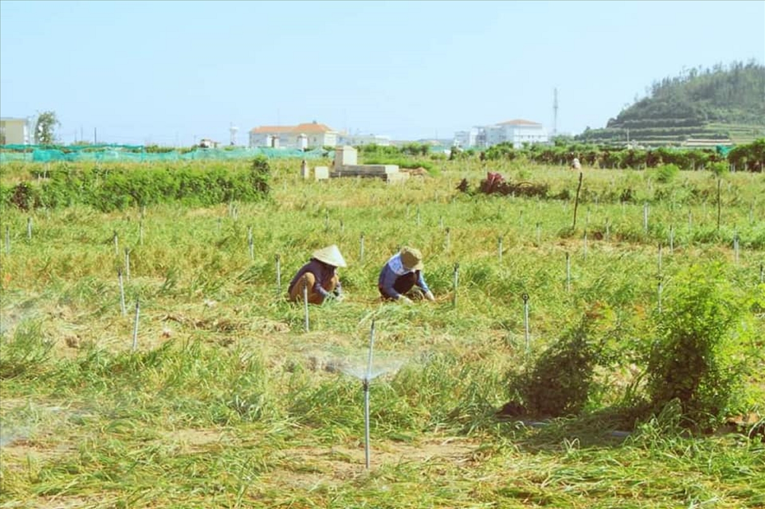 Nông dân huyện đảo Lý Sơn bị mất mùa tỏi nghiêm trọng