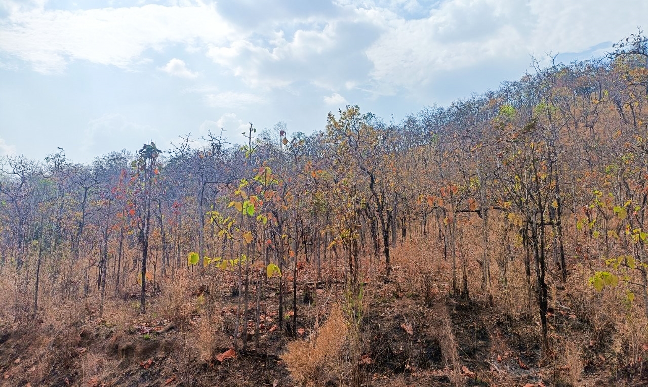 Ở các tỉnh khu vực Tây Nguyên đang có nhiều khu rừng khộp lá đang chuyển sang màu vàng 