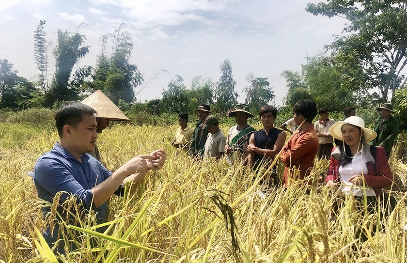 Cây lúa Ba Chăm của nông dân Ba Na huyện Mang Yang cho năng suất, chất lượng cao