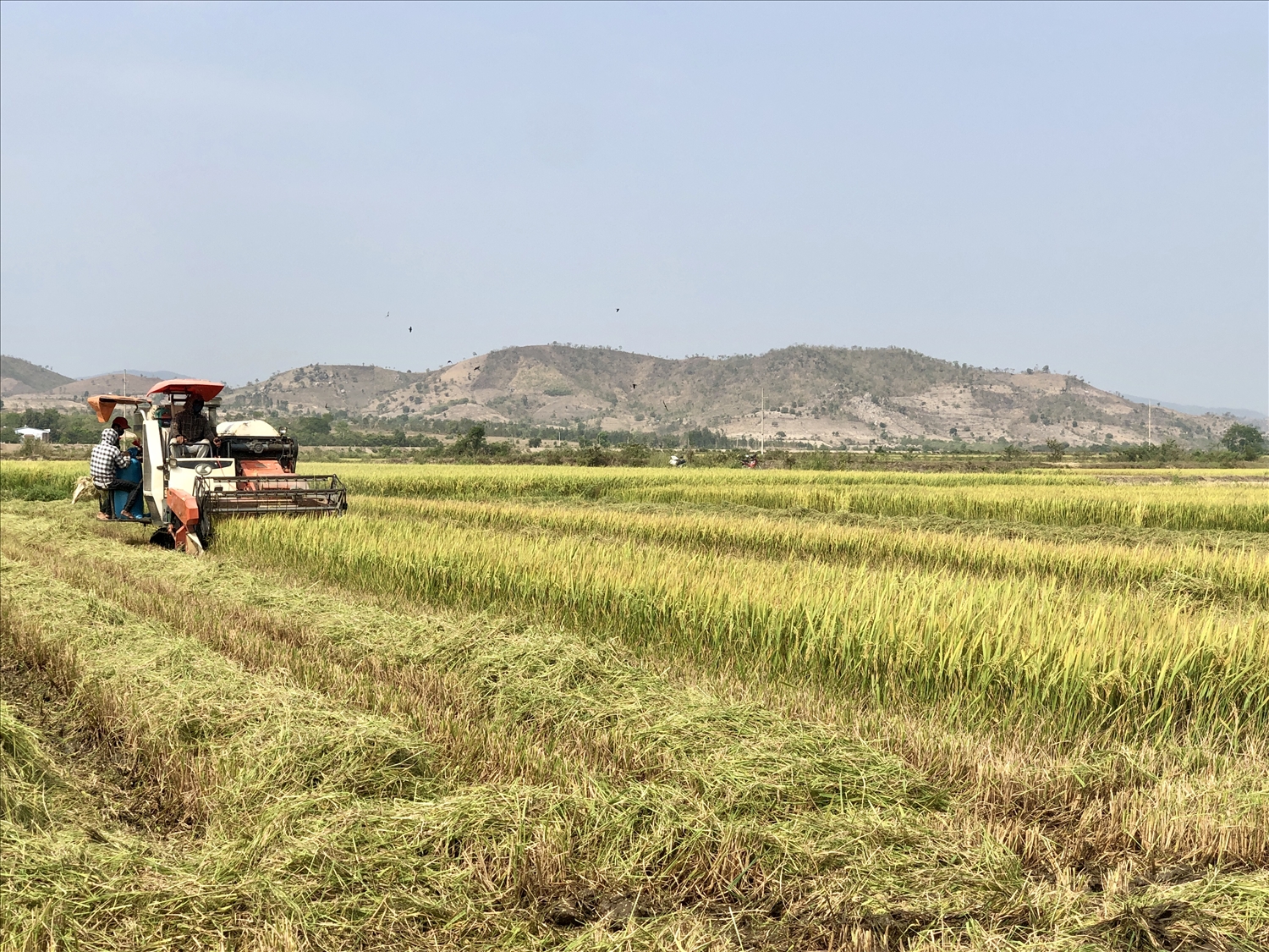 Nông dân Gia Rai thu hoạch lúa ở cánh đồng Phú Thiện