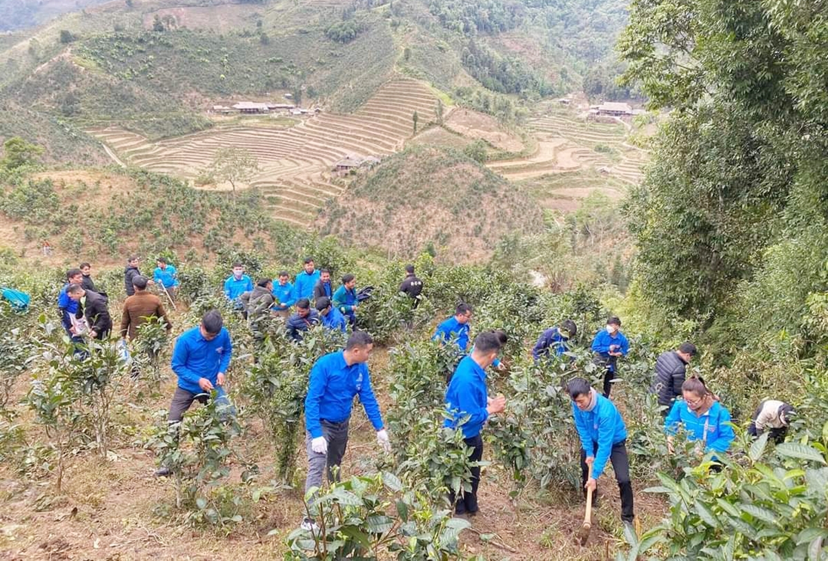 Tuổi trẻ vùng cao Bắc Hà tình nguyện giúp đỡ Nhân dân xã Bản Liền trồng dặm chè Shan tuyết
