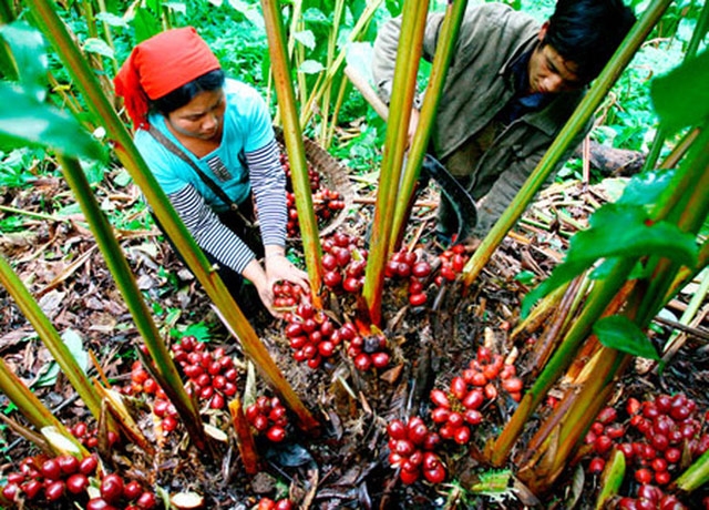 Có thu nhập từ Thảo quả, người dân Tênh Phông đã tăng cường bảo vệ rừng