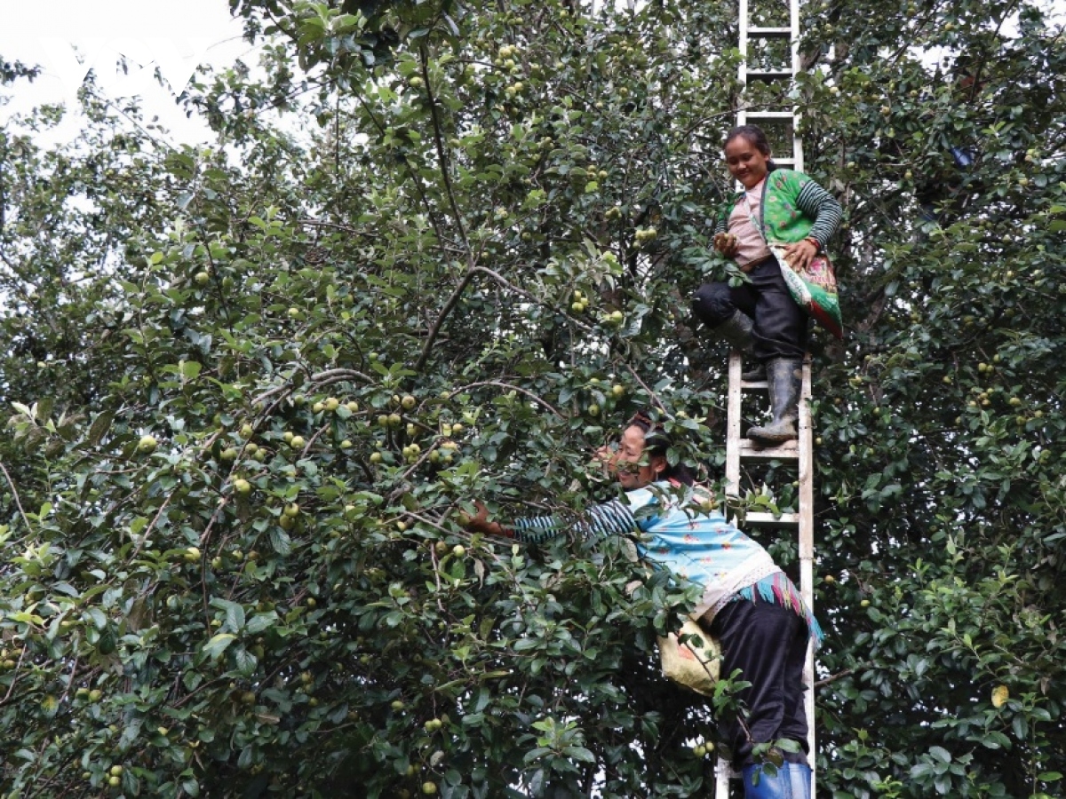Điện Biên: Phát triển cây dược liệu dưới tán rừng