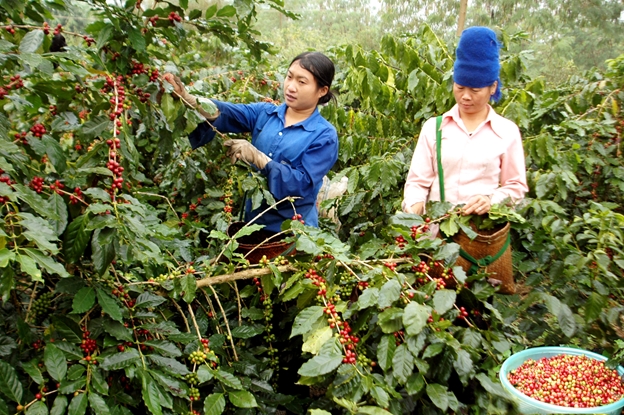 Điện Biên chú trọng phát triển sản xuất gắn với chế biến nông sản. Ảnh: Vùng cà phê huyện Mường Ảng