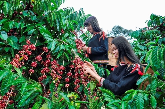 Thu hoạch cà phê ở thành phố Buôn Ma Thuột, tỉnh Đắk Lắk. Ảnh tư liệu