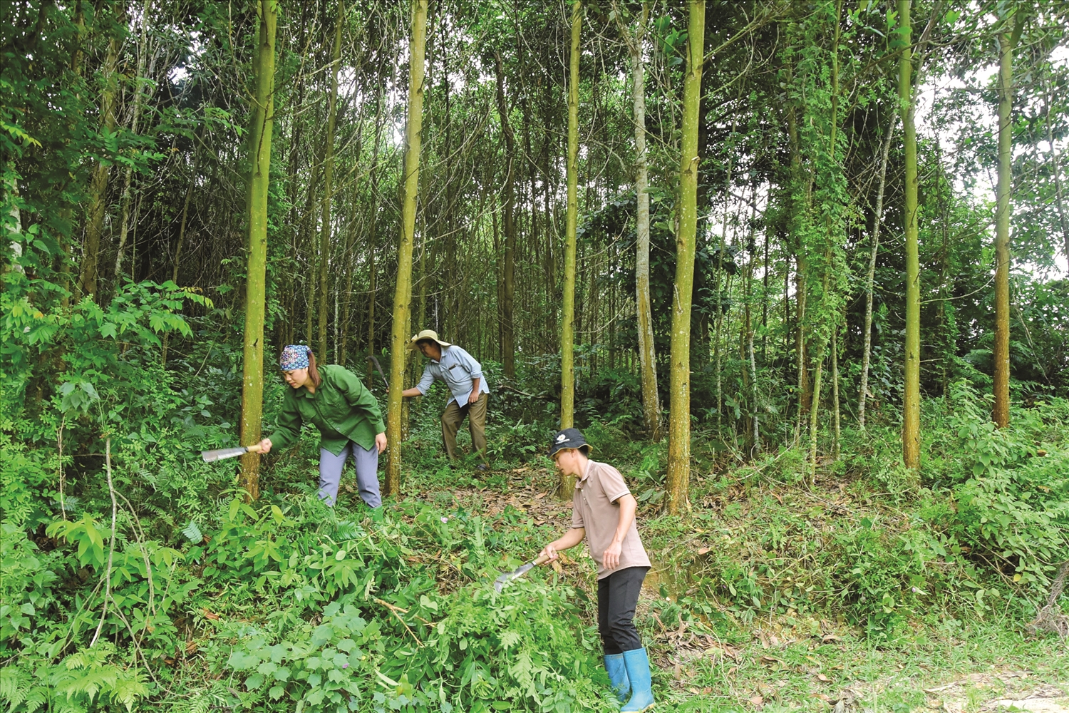 Các đảng viên, người dân thôn Bản Pài, xã Trung Minh (Yên Sơn) chú trọng phát triển kinh tế rừng.
