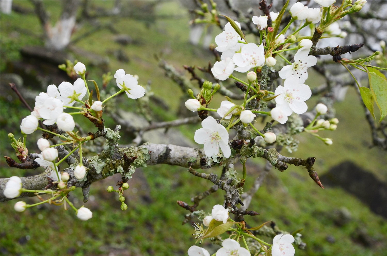 Những cây lê dâng hiến cho đời mùa hoa trắng muốt, tinh khôi
