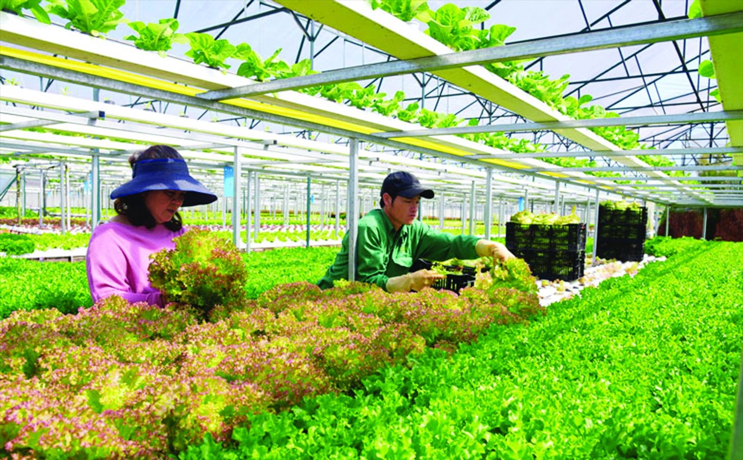  Sản xuất nông nghiệp công nghệ cao ở Đà Lạt