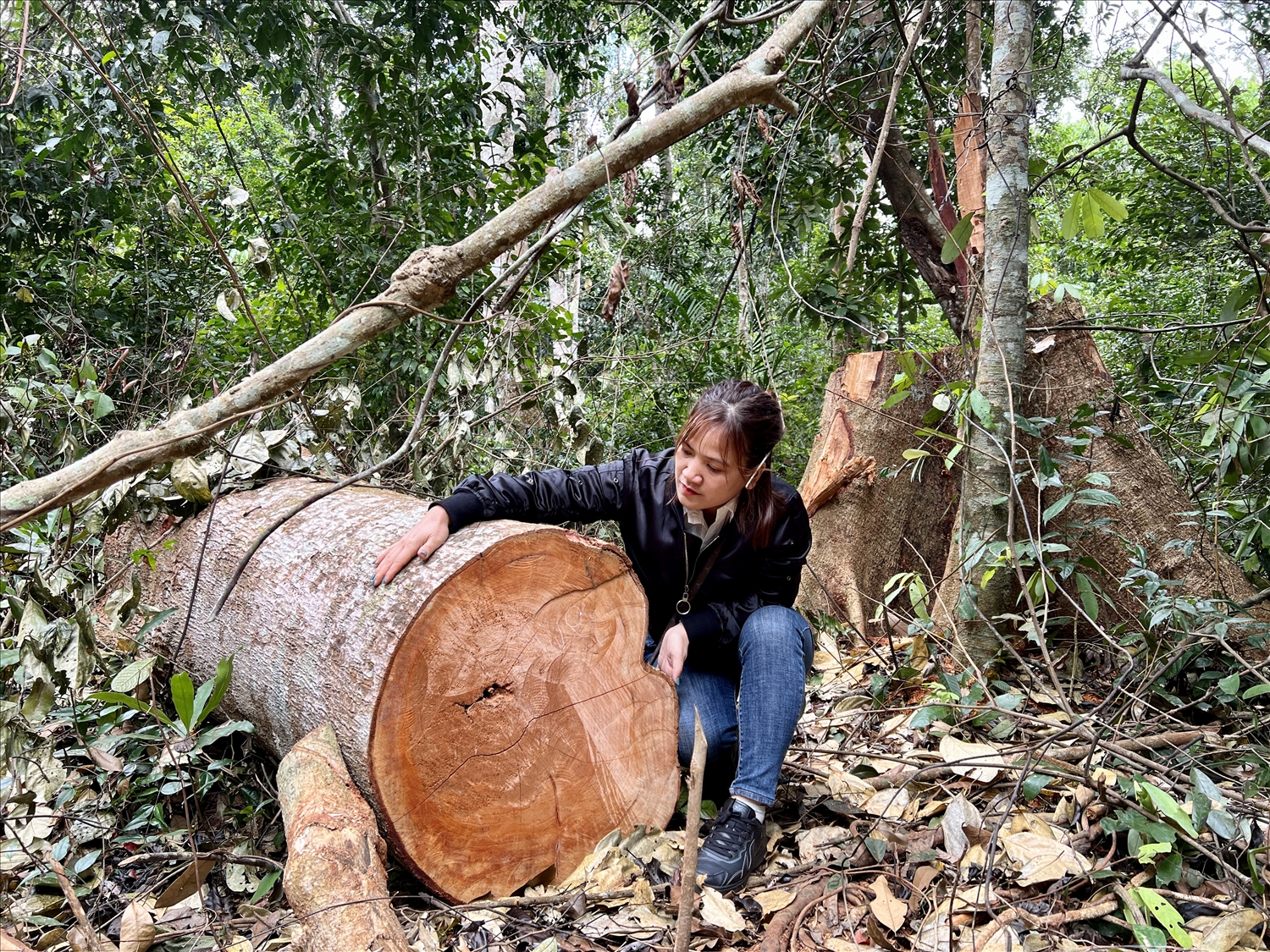 Những cây rừng bị đốn hạ có đường kính khoảng 40 - 90 cm thuộc lâm phần quản lý của Công ty TNHH MTV Lâm nghiệp Sơ Pai