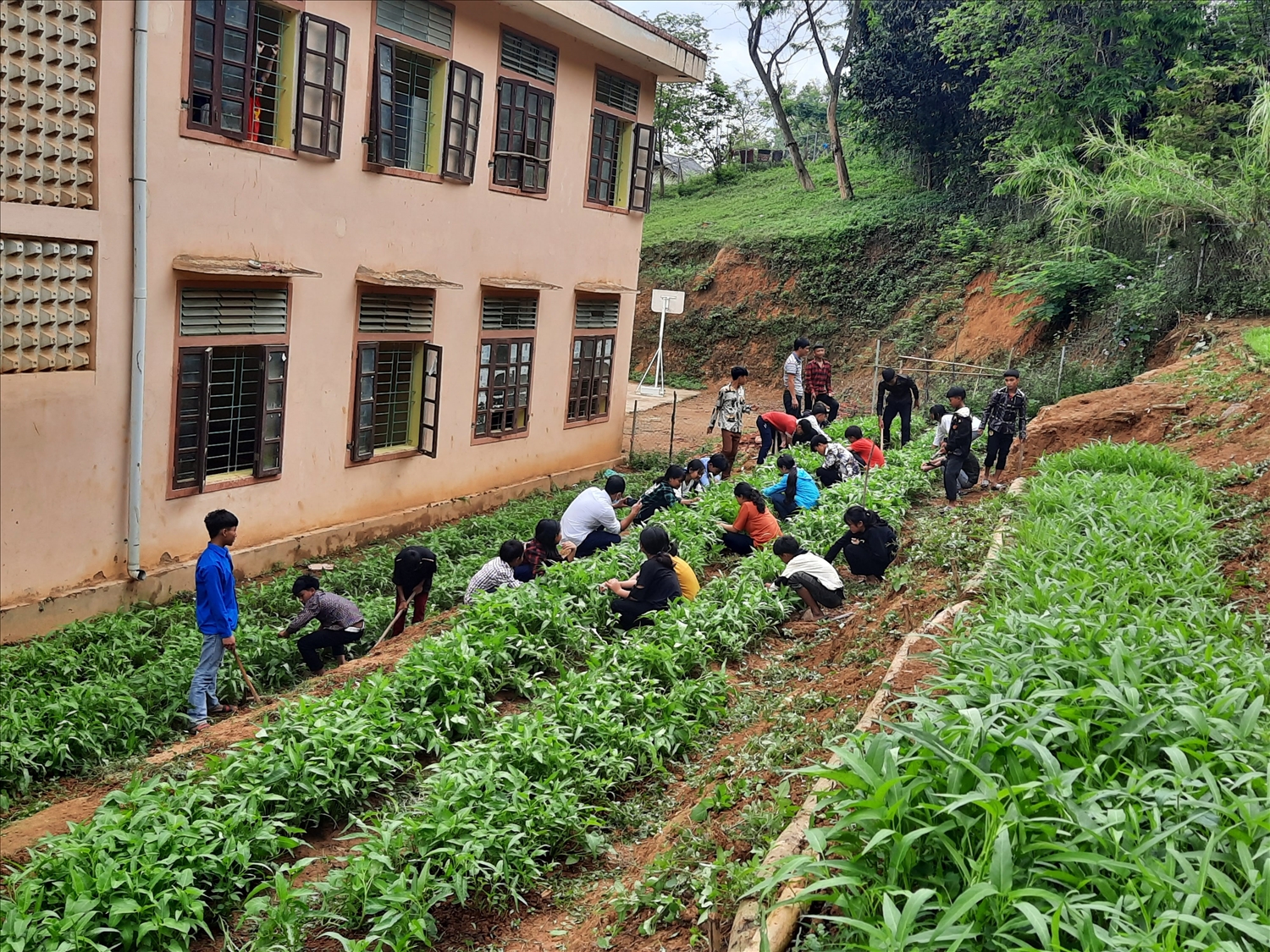 Hoạt động chăm sóc vườn rau bán trú của học sinh nhà trường
