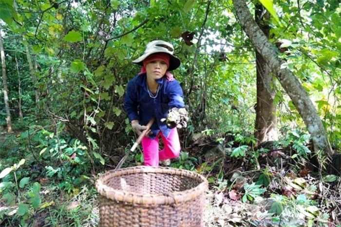Trước đây, vào mùa Trẩu người dân miền núi ở Quảng Trị vào rừng nhặt quả Trẩu về bán cho thương lái