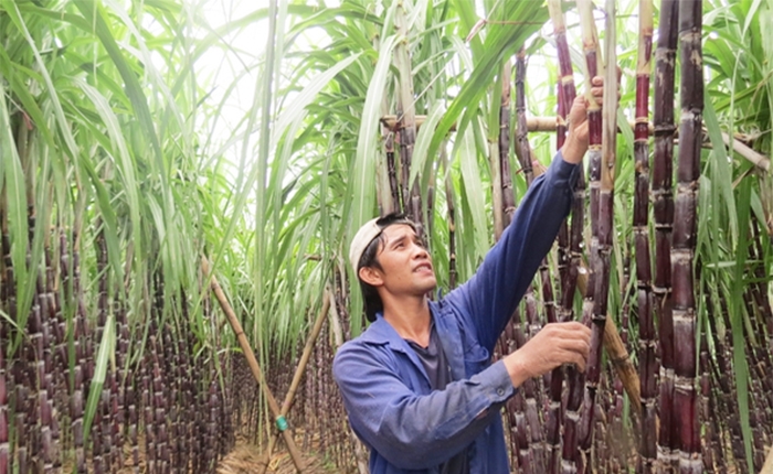 Người dân miền núi Khánh Hòa trồng mía tím đạt hiệu quả kinh tế cao