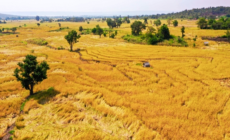 Lúa Ba Chăm chín vàng trên các thửa ruộng bậc thang của nông dân Ba Na, huyện Mang Yang